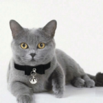 Silver Ball Collar